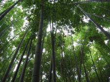 gal/Autour de Tokyo/Kamakura/_thb_105_0535.jpg